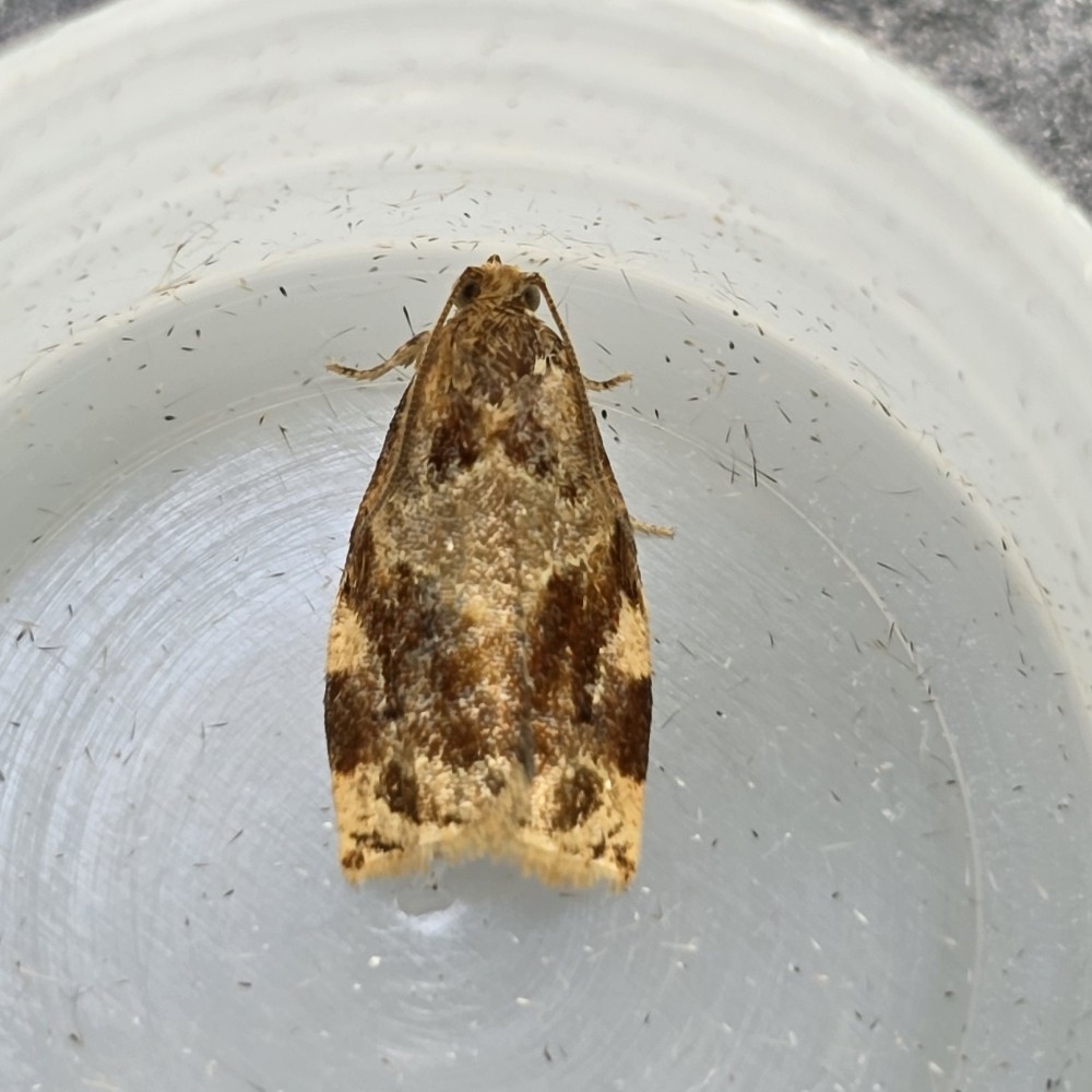 Photo of Variegated Golden Tortrix (Archips xylosteana)